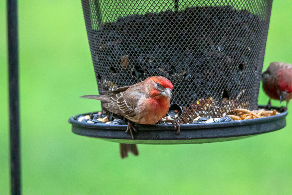 Backyard Birds NH-1884.jpg